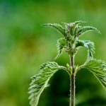 Macro shot of a vibrant green stinging nettle plant with a blurred background.